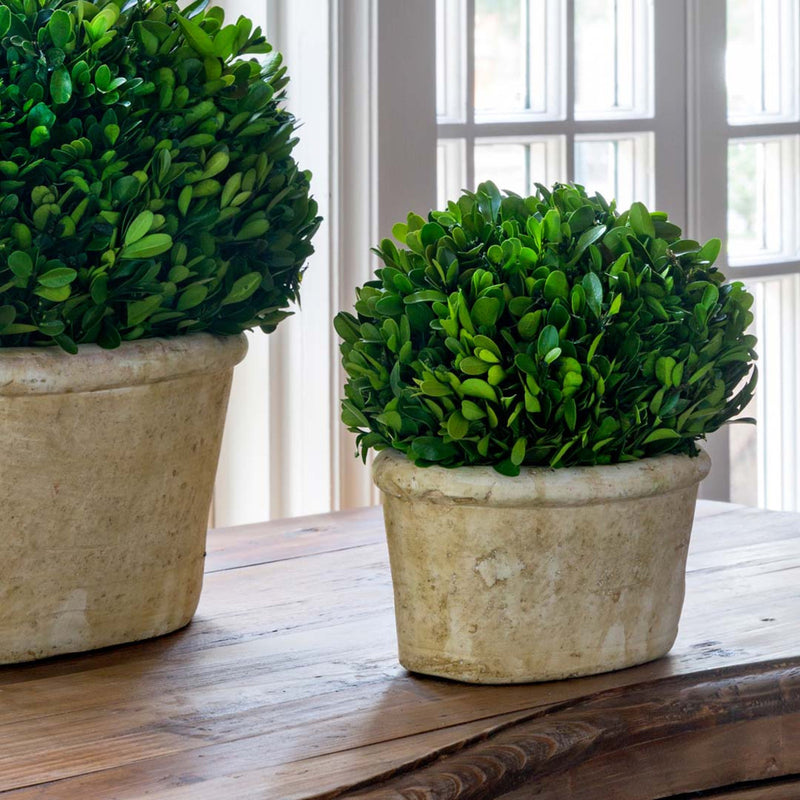 Potted Oval Preserved Boxwood Small