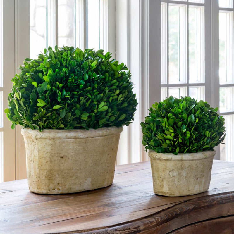 Potted Oval Preserved Boxwood Small