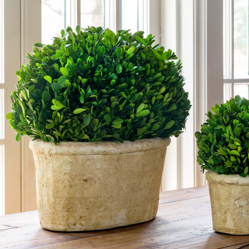 Potted Oval Preserved Boxwood Large