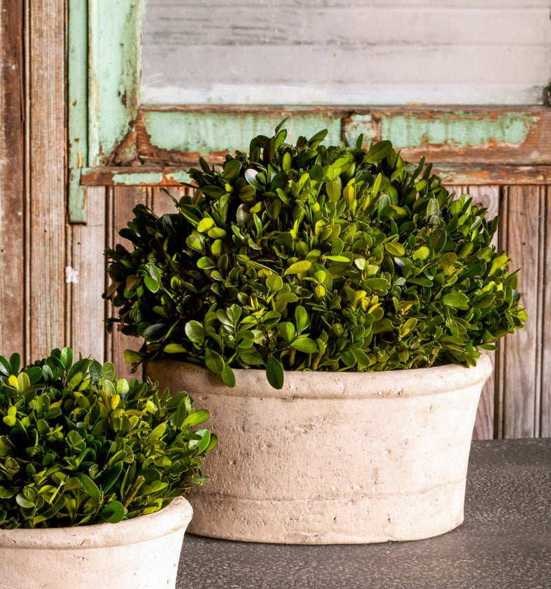 Potted Oval Preserved Boxwood Large