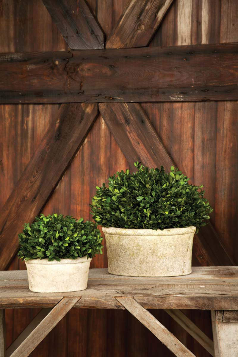 Potted Oval Preserved Boxwood Large