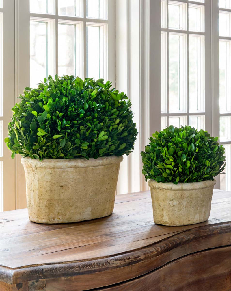 Potted Oval Preserved Boxwood Large