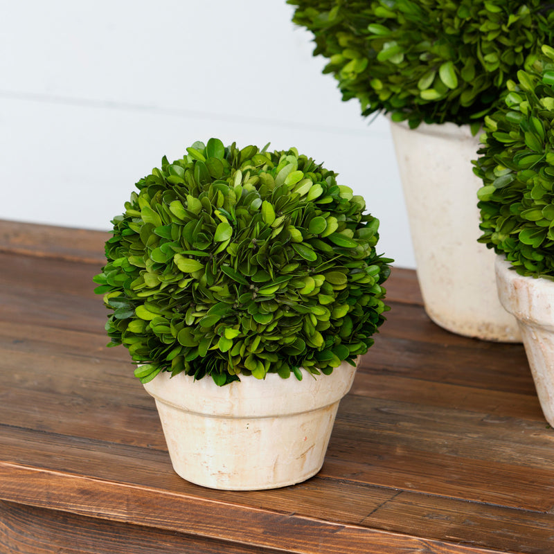 Potted Preserved Boxwood Ball Small