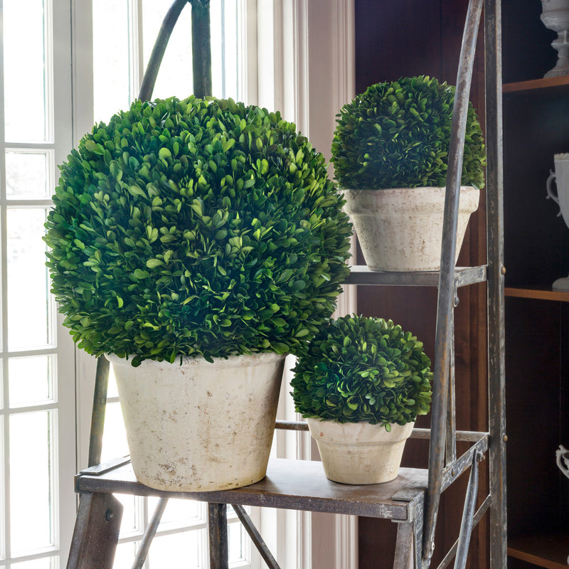 Potted Preserved Boxwood Ball Small