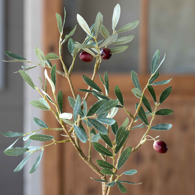 Potted Olive Topiary