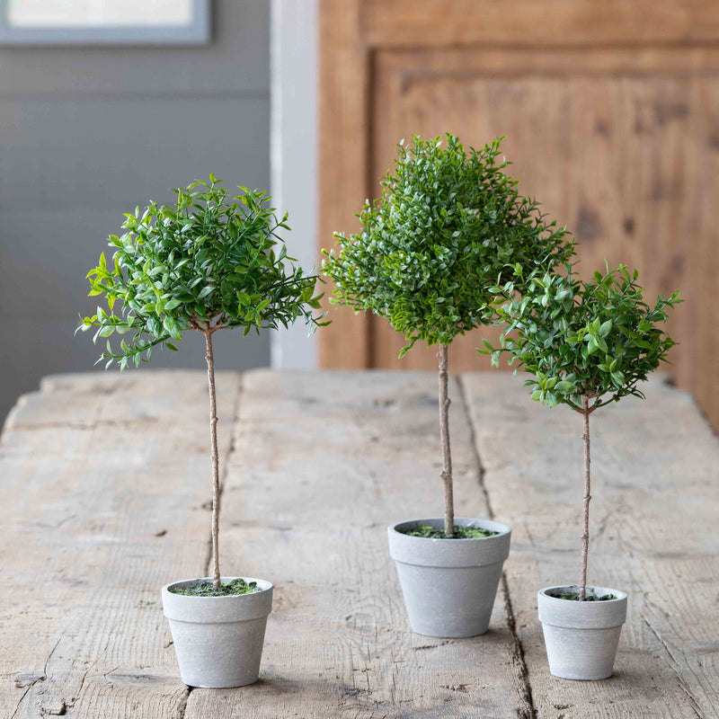 Boxwood Topiary Petite