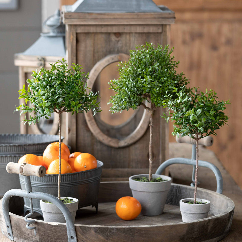 Boxwood Topiary Petite