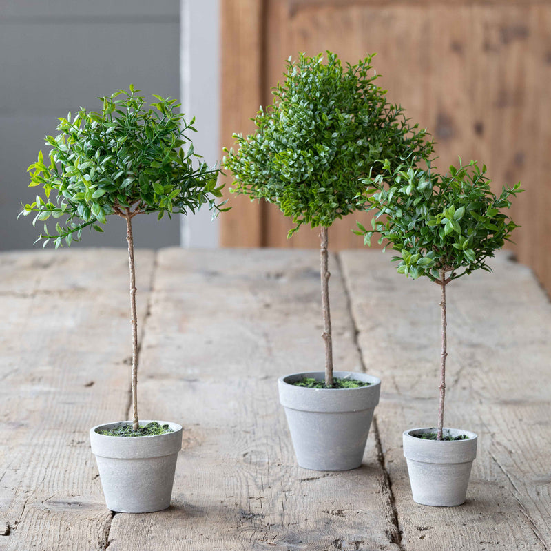 Boxwood Topiary Miniature