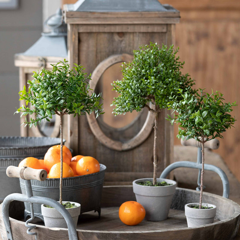 Boxwood Topiary Miniature