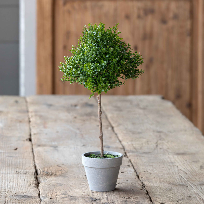 Potted Thyme Topiary