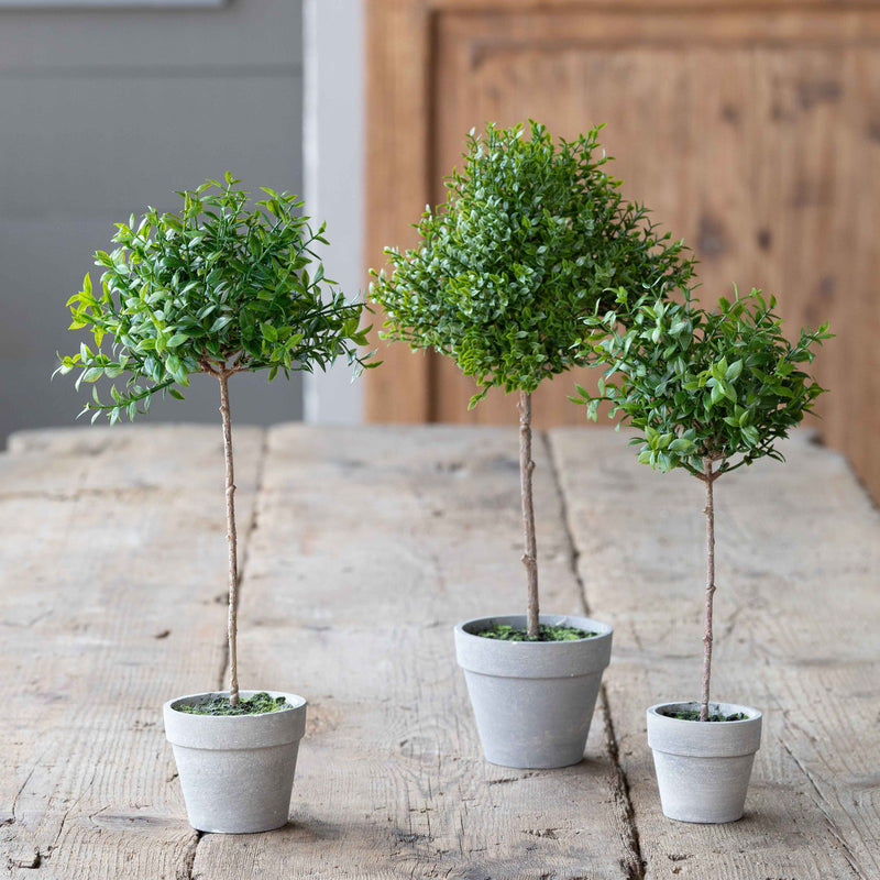 Potted Thyme Topiary