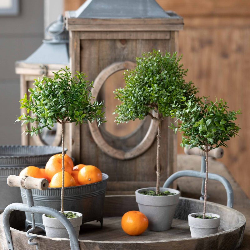 Potted Thyme Topiary