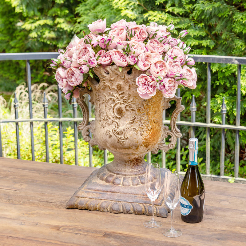 Antique Garden Rose Bundle, Maroon Blush