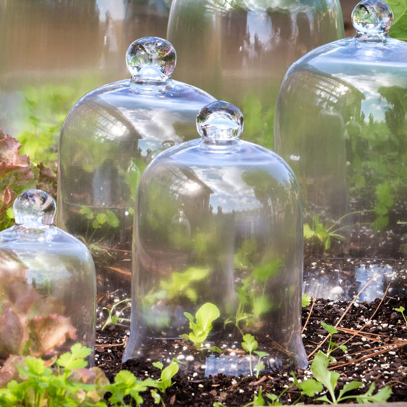 Small glass bell jar Cloche